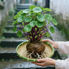 Stephania Erecta Plant Caudex Bulbs - Image 8