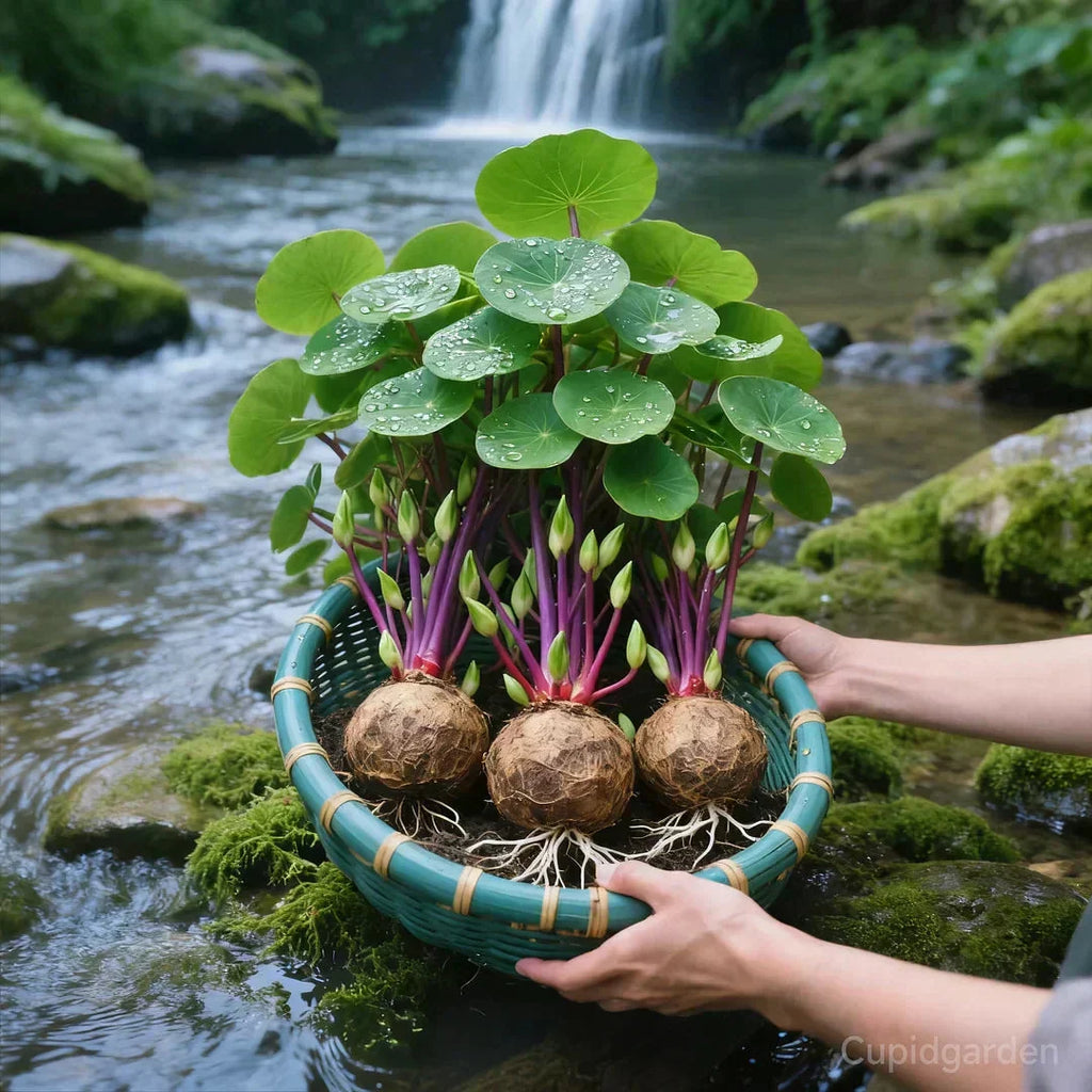 Stephania Erecta Plant Caudex Bulbs - Image 7