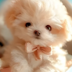 Plush Interactive Puppy Toy Walking Barking - Image 9