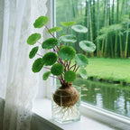 Stephania Erecta Plant Caudex Bulbs - Image 4