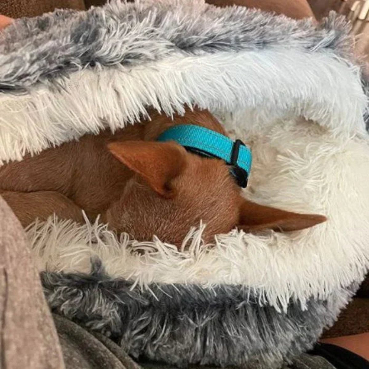 Skorter | Cozy Cave Pet Bed | Calming & Comfortable Dog Bed for Deep Relaxation - Image 3