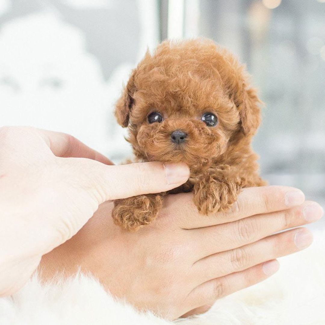 Interactive Puppy Toy with Voice and Touch Response - Image 6