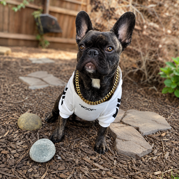 Black dog wearing a gold chain and white shirt in a garden.